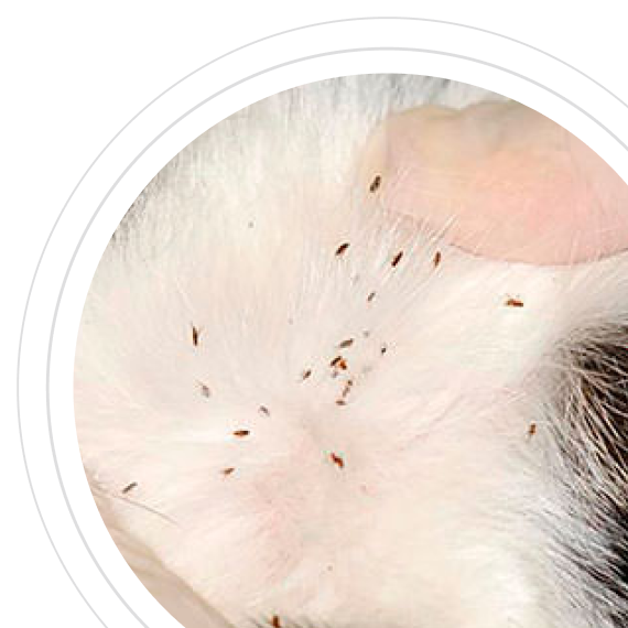 Последствия затягивания обработки