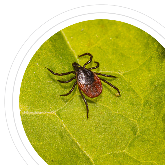 Последствия затягивания обработки