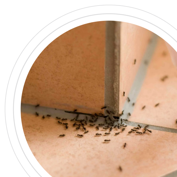 Последствия затягивания обработки